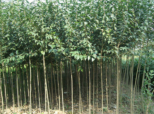大葉女貞樹(shù)什么時(shí)候種植成活率更高？